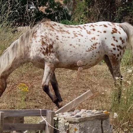 Appartamento Résidence De La Tour Piana (Corsica)