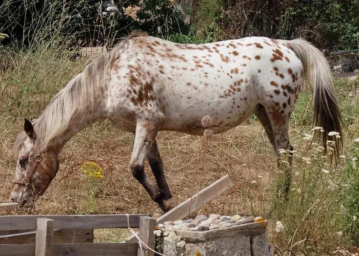 Appartamento De La Tour Piana (Corsica)